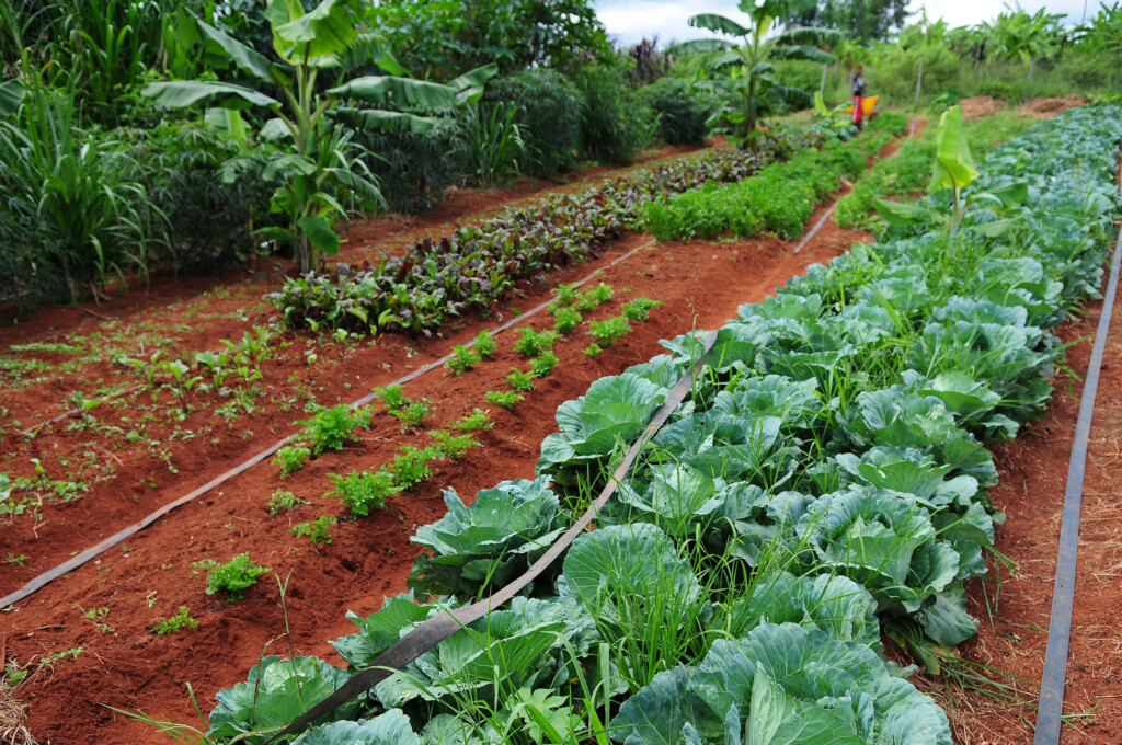 Sistema Agroflorestal do Assentamento Chapadinha, em Brasília. Foto: Dênio Simões/Agência Brasília.